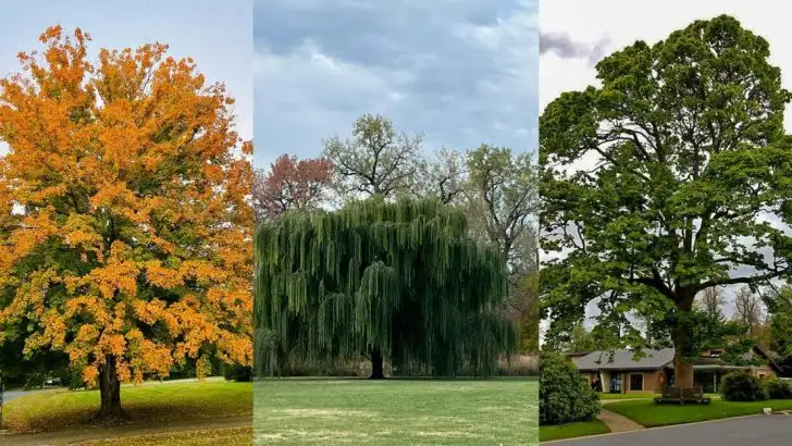 5 Trees That Wreck Lawns Over Time + 5 Lawn-Friendly Trees That Keep the Peace