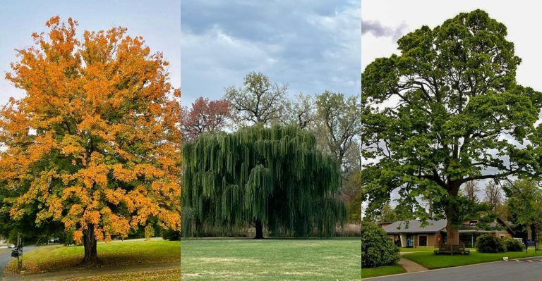 5 Trees That Wreck Lawns Over Time + 5 Lawn-Friendly Trees That Keep the Peace