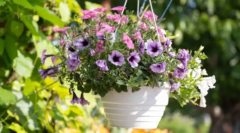 6. Petunias
