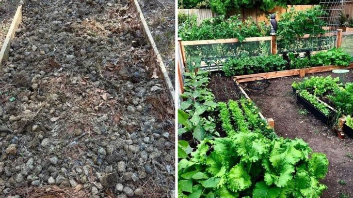 6 Plant Care Practices That Damage Your Garden—and 6 Simple Habits for Healthier Growth