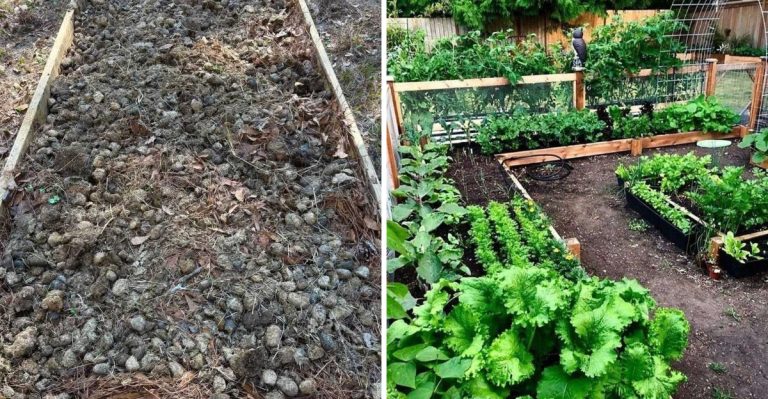 6 Plant Care Practices That Damage Your Garden—and 6 Simple Habits for Healthier Growth