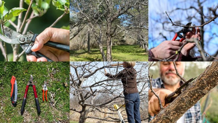 6 Pruning Errors That Weaken Fruit Trees—and 6 Techniques That Maximize Your Harvest