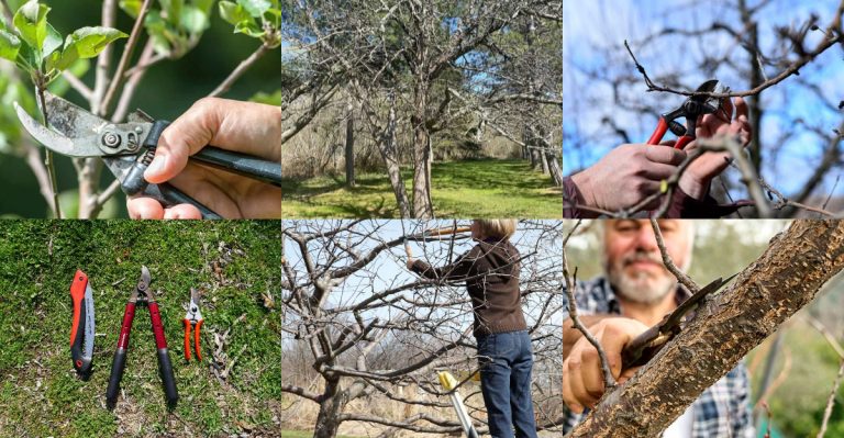 6 Pruning Errors That Weaken Fruit Trees—and 6 Techniques That Maximize Your Harvest