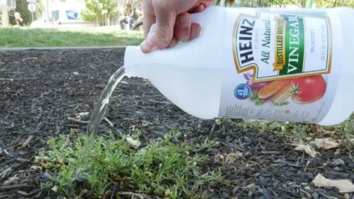 6 Disadvantages of Vinegar in the Garden and 9 Safer Alternatives