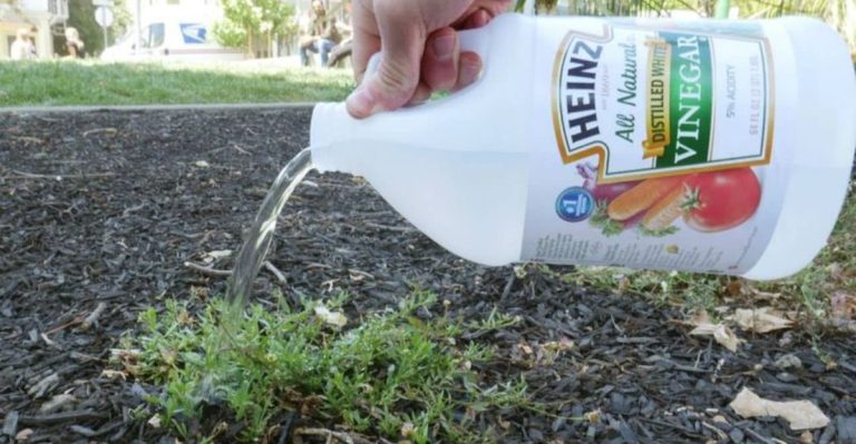 6 Disadvantages of Vinegar in the Garden and 9 Safer Alternatives
