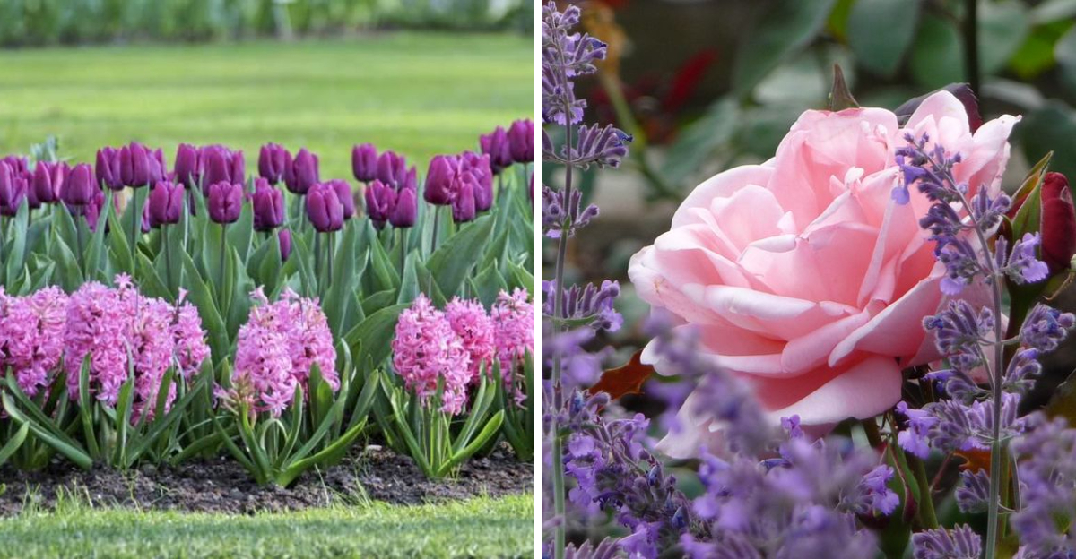 flower-combinations-that-clashand-pairings-that-create-stunning-displays