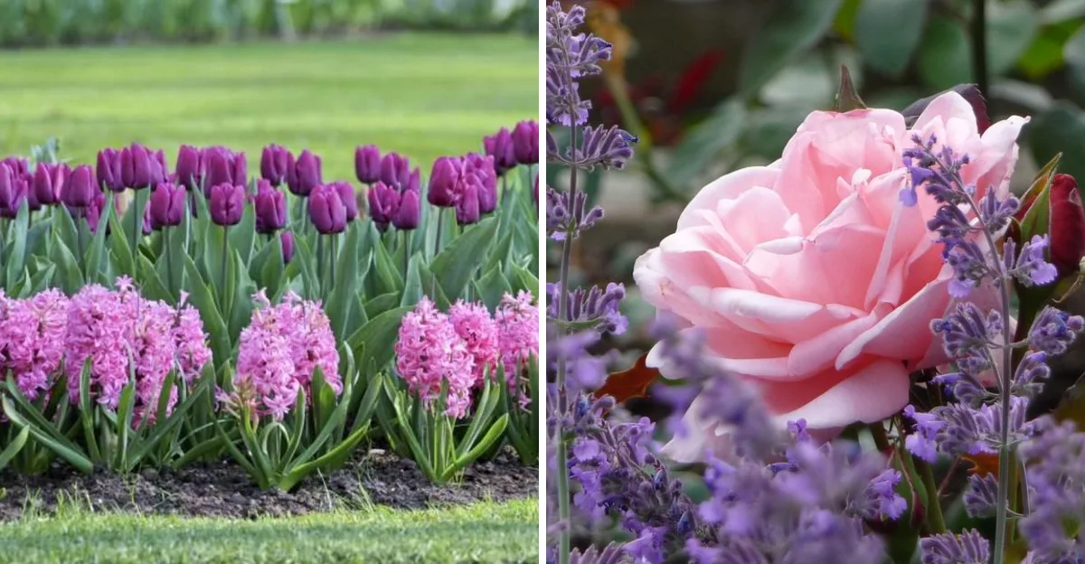 flower-combinations-that-clashand-pairings-that-create-stunning-displays