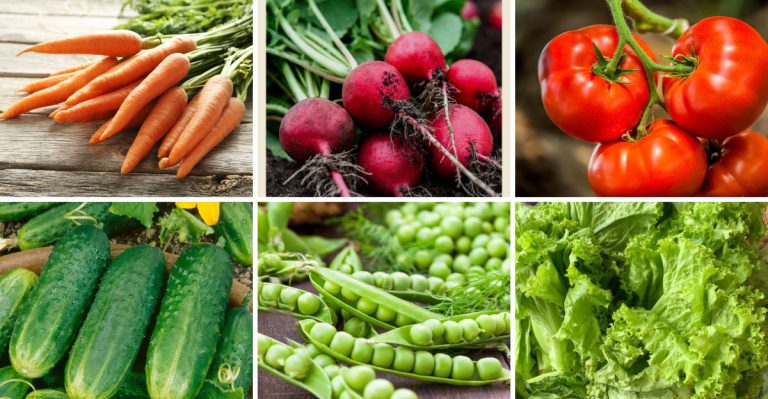 6 Veggies Gardeners Start Too Late in Spring And 6 You Should Be Planting Right Now