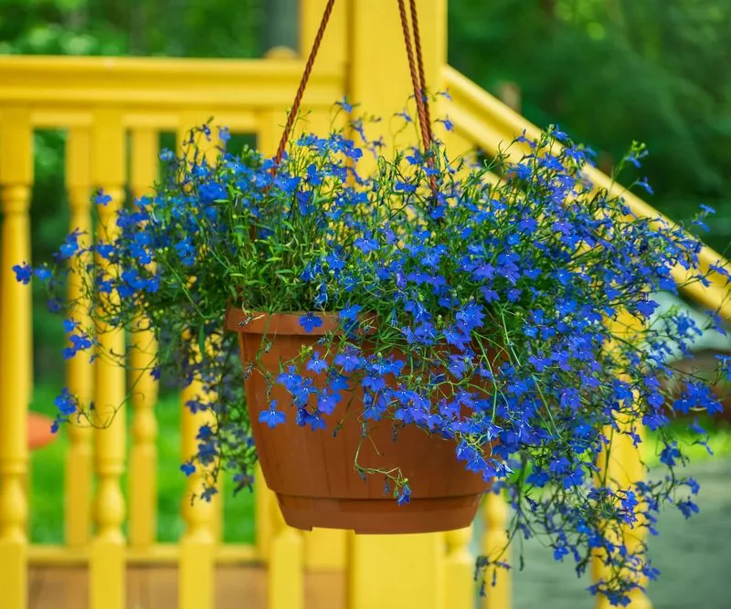 7. Lobelia (Upright)