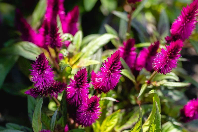 6. Watch for Pests and Diseases