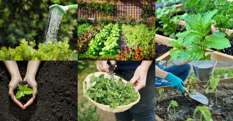 7 Common Mistakes When Starting a Spring Herb Garden (And 5 Easy Fixes for Better Flavor)