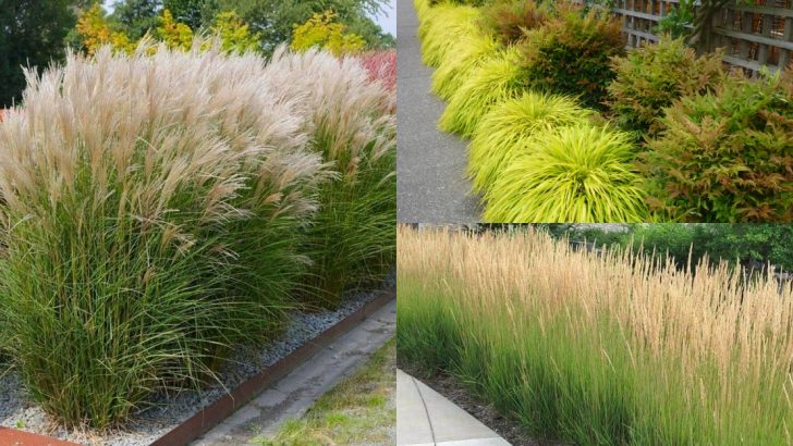 7 Ornamental Grasses That Overrun Gardens—and 7 Elegant Alternatives That Stay in Check