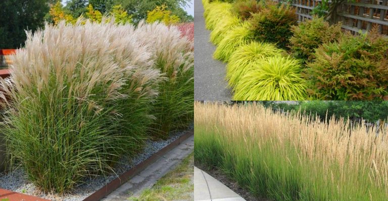 7 Ornamental Grasses That Overrun Gardens—and 7 Elegant Alternatives That Stay in Check