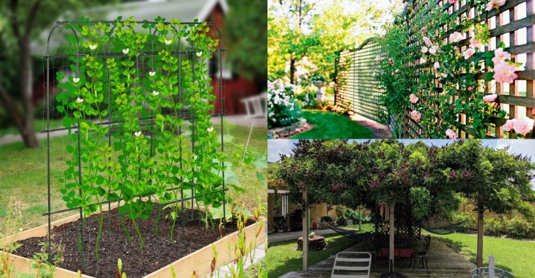 7 Trellis Setups That Fail Once Vines Start Growing (Try These 7 Instead)