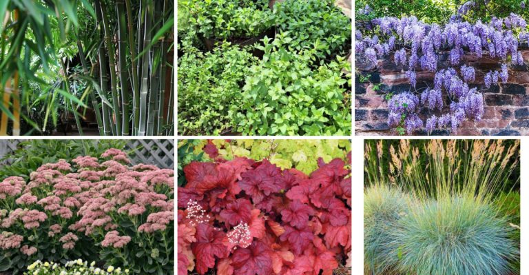7 Border Plants That Always Get Overgrown and 7 That Stay Neat Without Trimming