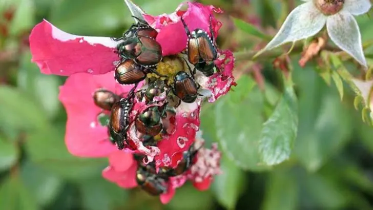 7 Common Issues With Roses—And 7 Benefits That Make Them Worth the Effort