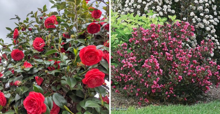 flowering-shrubs-that-fail-to-bloomand-reliable-varieties-that-impress-every-season