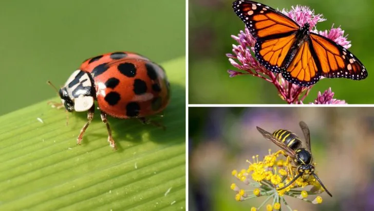 7 Harmful Insects to Kill in Your Garden (And 7 That Actually Help)