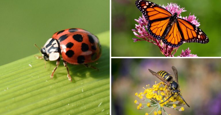 7 Harmful Insects to Kill in Your Garden (And 7 That Actually Help)