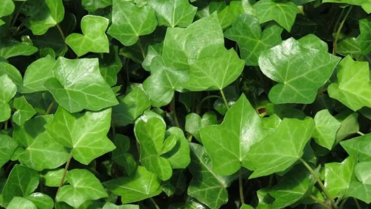 7 Overused Ground Covers That Invade Gardens—and 7 Attractive Alternatives That Stay in Place