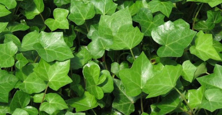 overused-ground-covers-that-invade-gardensand-attractive-alternatives-that-stay-in-place