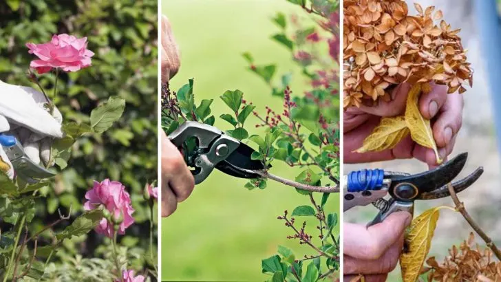 7 Pruning Jobs You Should Never Do in Spring And 7 You Can (and Should) Handle This Month