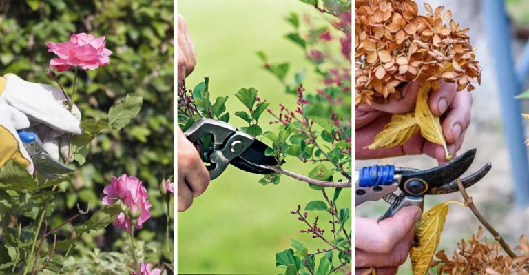 7 Pruning Jobs You Should Never Do in Spring And 7 You Can (and Should) Handle This Month