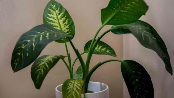 7 Reasons Your Plants Keep Leaning Instead of Growing Upright (And 7 Ways to Fix It)