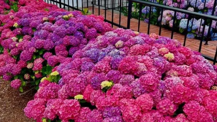 7 Shrubs You Can Safely Plant in Early Summer (And 7 That Are Best Left for Fall)