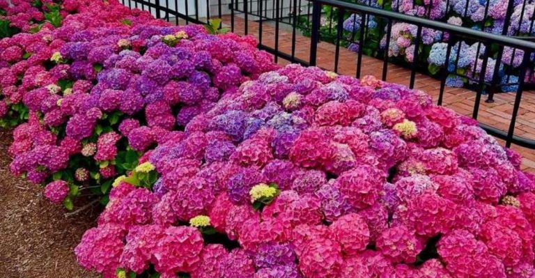 7 Shrubs You Can Safely Plant in Early Summer (And 7 That Are Best Left for Fall)