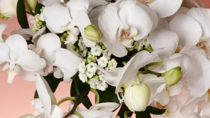 8 Easiest Plants to Grow and 8 Most Challenging (According to Experts)