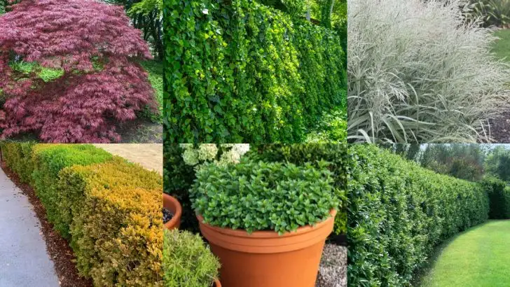 8 Front Yard Plants That Lower Curb Appeal + 8 That Instantly Improve It