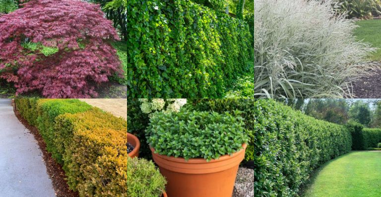 8 Front Yard Plants That Lower Curb Appeal + 8 That Instantly Improve It