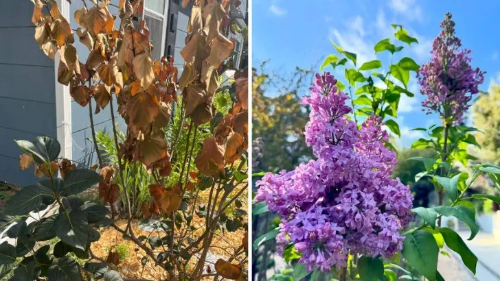 8 Problems With Growing Lilacs and 7 Reasons They’re Still Worth Planting