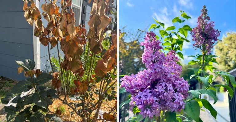 8 Problems With Growing Lilacs and 7 Reasons They’re Still Worth Planting