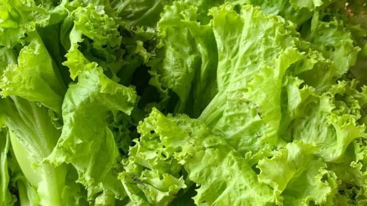 8 Best Strawberry Companion Plants (And 8 Plants to Avoid)