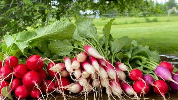 8 Easiest Vegetables to Grow and 8 That Only Experts Should Attempt