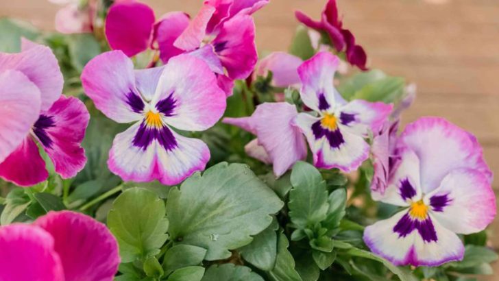 8 Flowers That Are Appropriate To Plant Near Graves (And 8 That Often Get Misused)