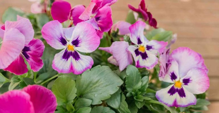 8 Flowers That Are Appropriate To Plant Near Graves (And 8 That Often Get Misused)