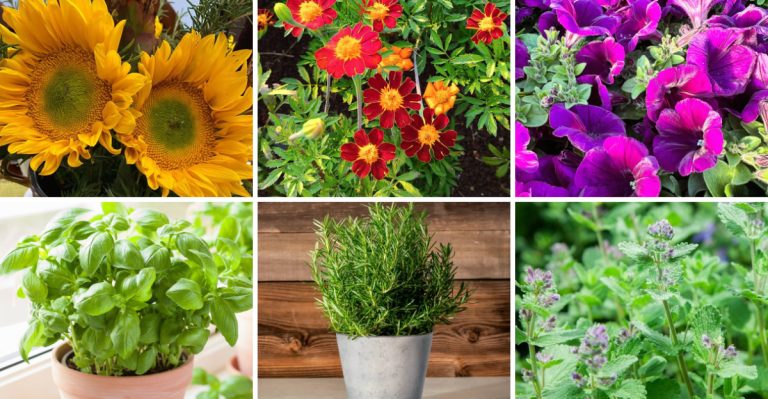 8 Flowers That Attract Pests And 8 That Keep Them Away Naturally