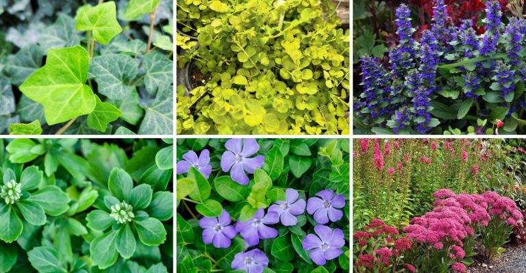 8 Ground Covers That Take Over Everything (+ 8 That Stay Exactly Where You Want Them)