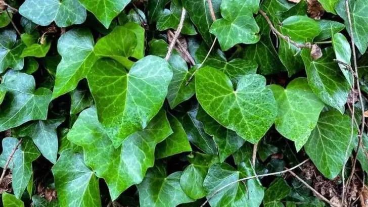 8 Invasive Plants You’re Probably Growing (And 8 Native Alternatives That Birds Love)