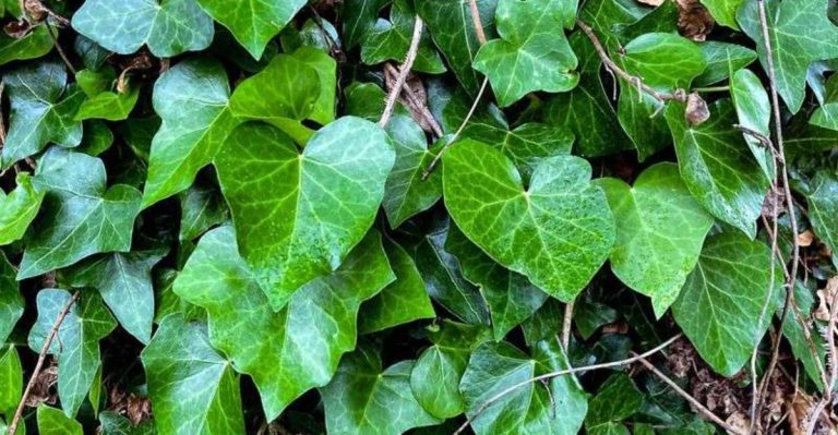 8 Invasive Plants You’re Probably Growing (And 8 Native Alternatives That Birds Love)