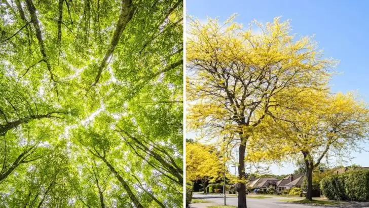 8 Tree Planting Mistakes in Sandy Soil and 8 Tips to Get It Righ