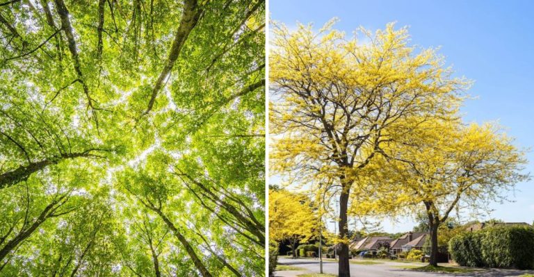 8 Tree Planting Mistakes in Sandy Soil and 8 Tips to Get It Righ