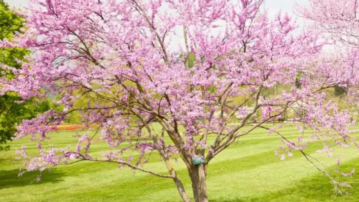 8 Trees That Transplant Well in Spring (And 8 That Prefer a Fall Move)