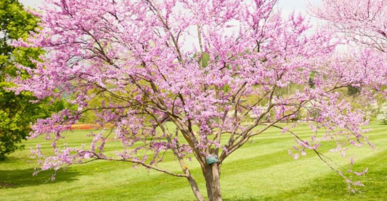 8 Trees That Transplant Well in Spring (And 8 That Prefer a Fall Move)