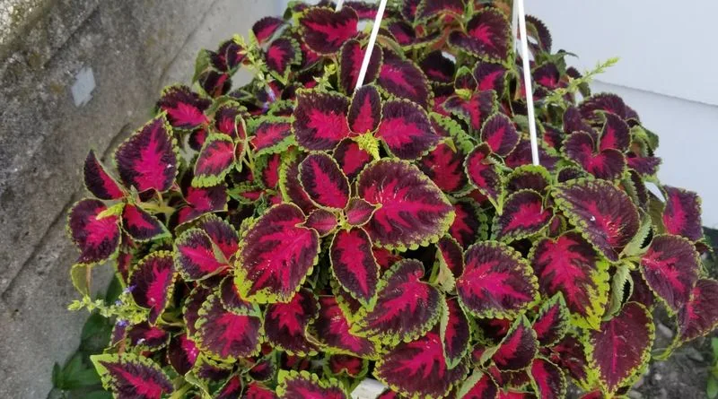 9. Coleus