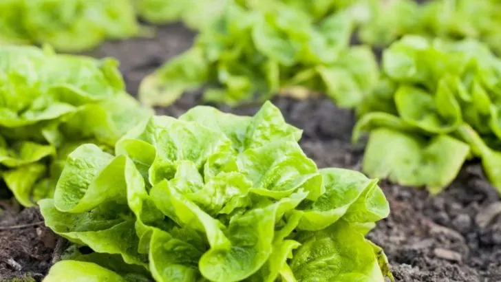 9 Best Companion Plants for Cucumbers (And 9 to Avoid at All Costs)