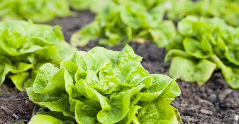9 Best Companion Plants for Cucumbers (And 9 to Avoid at All Costs)